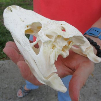 This is a B-Grade Real Florida Alligator Skull, 8-1/2 inches, For Sale for $40