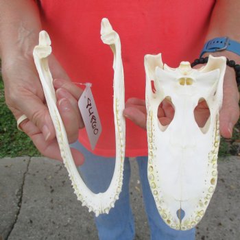 This is a B-Grade Real Florida Alligator Skull, 8-1/2 inches, For Sale for $40