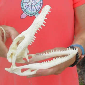 This is a B-Grade Real Florida Alligator Skull, 8 inches, For Sale for $40 