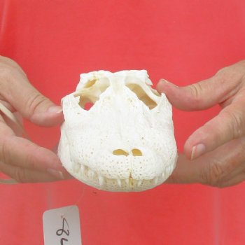 This is a B-Grade Real Florida Alligator Skull, 8 inches, For Sale for $40 