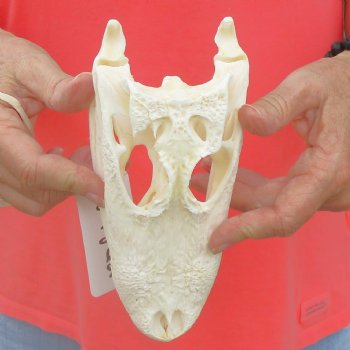 This is a B-Grade Real Florida Alligator Skull, 8 inches, For Sale for $40 