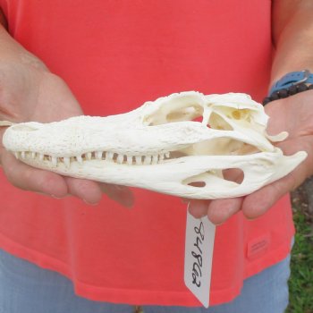 This is a B-Grade Real Florida Alligator Skull, 8 inches, For Sale for $40 