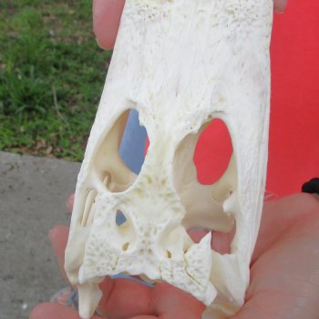 This is a B-Grade Real Florida Alligator Skull, 8 inches, For Sale for $40 