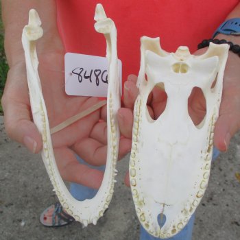 This is a B-Grade Real Florida Alligator Skull, 8 inches, For Sale for $40 