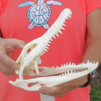 This is a B-Grade Real Florida Alligator Skull, 8-3/4 inches, For Sale for $40
