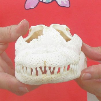 This is a B-Grade Real Florida Alligator Skull, 8-3/4 inches, For Sale for $40