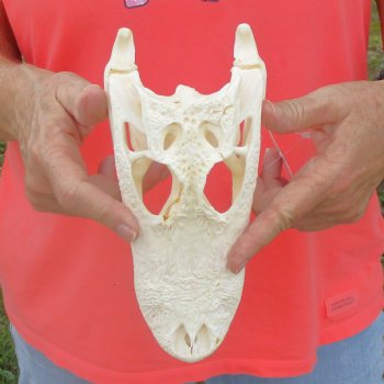 This is a B-Grade Real Florida Alligator Skull, 8-3/4 inches, For Sale for $40