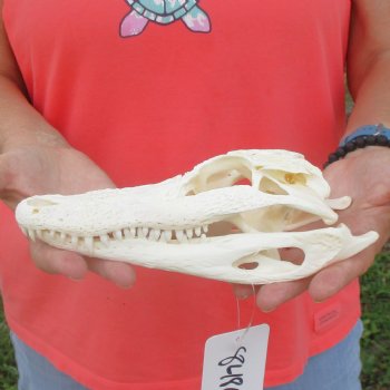 This is a B-Grade Real Florida Alligator Skull, 8-3/4 inches, For Sale for $40