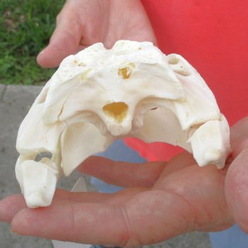 This is a B-Grade Real Florida Alligator Skull, 8-3/4 inches, For Sale for $40