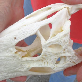 This is a B-Grade Real Florida Alligator Skull, 8-3/4 inches, For Sale for $40