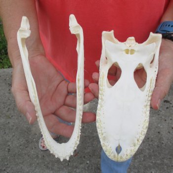This is a B-Grade Real Florida Alligator Skull, 8-3/4 inches, For Sale for $40