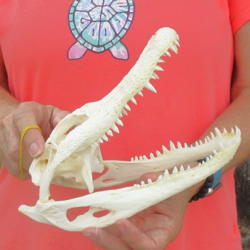 This is a B-Grade Real Florida Alligator Skull, 9 inches, For Sale for $35