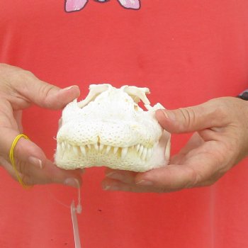 This is a B-Grade Real Florida Alligator Skull, 9 inches, For Sale for $35