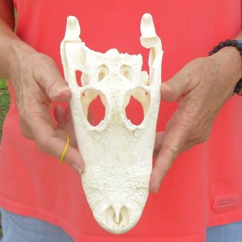 This is a B-Grade Real Florida Alligator Skull, 9 inches, For Sale for $35