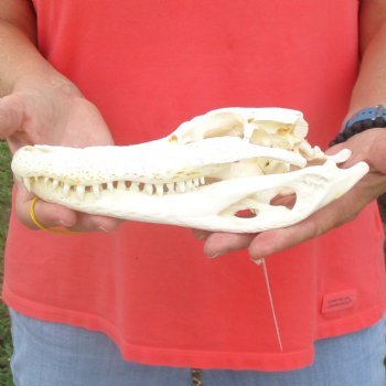 This is a B-Grade Real Florida Alligator Skull, 9 inches, For Sale for $35