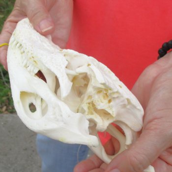 This is a B-Grade Real Florida Alligator Skull, 9 inches, For Sale for $35