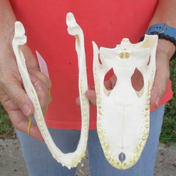 This is a B-Grade Real Florida Alligator Skull, 9 inches, For Sale for $35