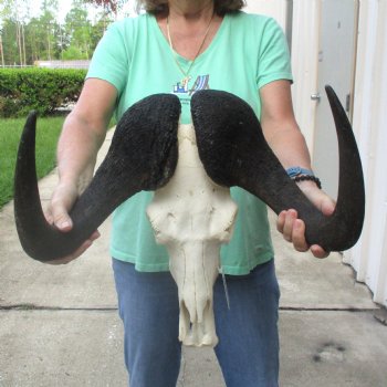 Buy this African Male Black Wildebeest Skull and 18" wide Horns - $95