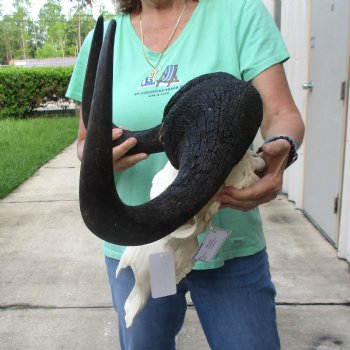 Buy this African Male Black Wildebeest Skull and 18" wide Horns - $95
