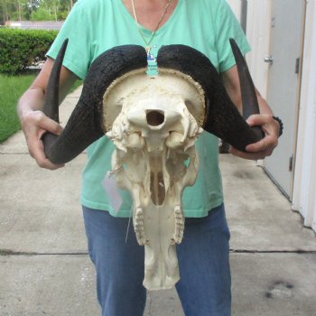 Buy this African Male Black Wildebeest Skull and 18" wide Horns - $95