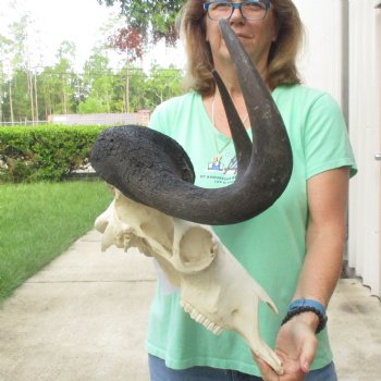 Buy this African Male Black Wildebeest Skull and 18" wide Horns - $95