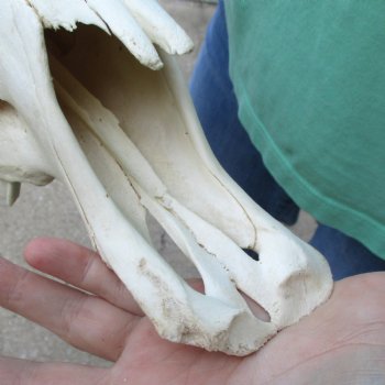 Buy this African Male Black Wildebeest Skull and 18" wide Horns - $95