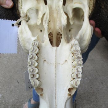 Buy this African Male Black Wildebeest Skull and 18" wide Horns - $95