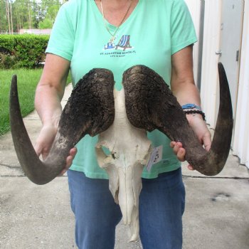 Craft-Grade Black Wildebeest Skull with 18" Horns - $55