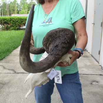 Craft-Grade Black Wildebeest Skull with 18" Horns - $55