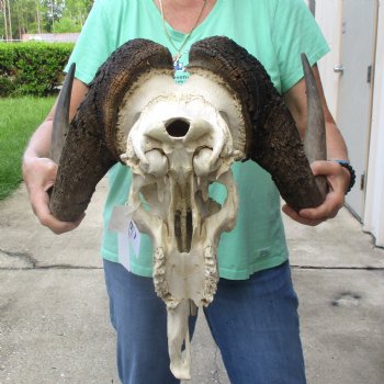 Craft-Grade Black Wildebeest Skull with 18" Horns - $55