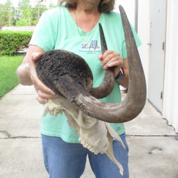 Craft-Grade Black Wildebeest Skull with 18" Horns - $55