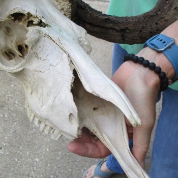 Craft-Grade Black Wildebeest Skull with 18" Horns - $55