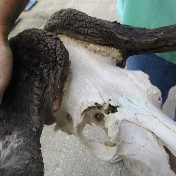 Craft-Grade Black Wildebeest Skull with 18" Horns - $55