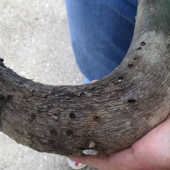 Craft-Grade Black Wildebeest Skull with 18" Horns - $55