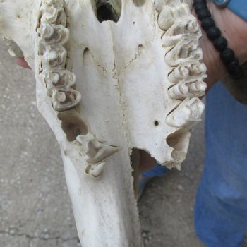 Craft-Grade Black Wildebeest Skull with 18" Horns - $55