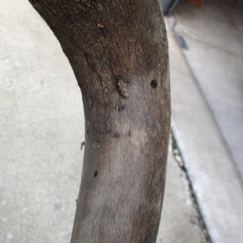 Craft-Grade Black Wildebeest Skull with 18" Horns - $55