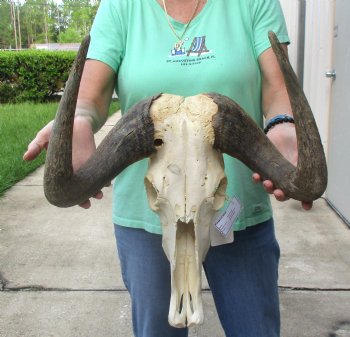 Craft-Grade Black Wildebeest Skull with 17" Horns - $55