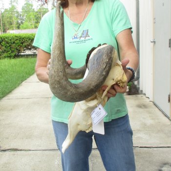 Craft-Grade Black Wildebeest Skull with 17" Horns - $55