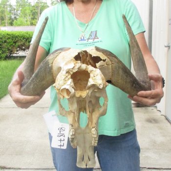 Craft-Grade Black Wildebeest Skull with 17" Horns - $55