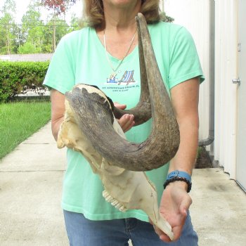 Craft-Grade Black Wildebeest Skull with 17" Horns - $55