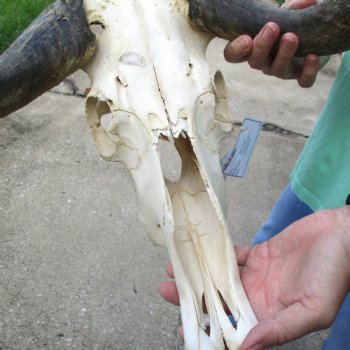 Craft-Grade Black Wildebeest Skull with 17" Horns - $55