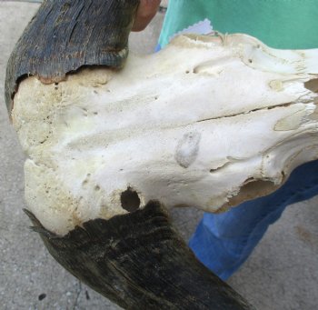 Craft-Grade Black Wildebeest Skull with 17" Horns - $55