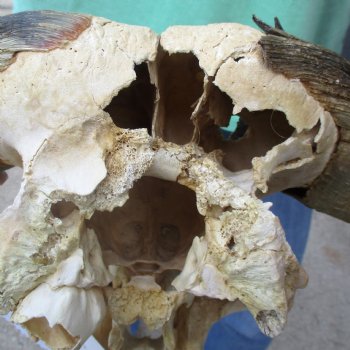 Craft-Grade Black Wildebeest Skull with 17" Horns - $55