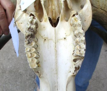 Craft-Grade Black Wildebeest Skull with 17" Horns - $55