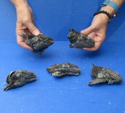 5 Preserved Iguana Heads - 3-1/2" to 4-1/2" - <font color=red>Special Price $50</font>