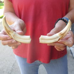 Matching pair of 6 inch Warthog Tusks - For Sale for $23/pair
