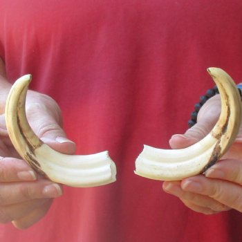 Matching pair of 6 inch Warthog Tusks - For Sale for $23/pair
