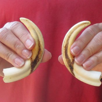 Matching pair of 6 inch Warthog Tusks - For Sale for $23/pair