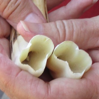 Matching pair of 6 inch Warthog Tusks - For Sale for $23/pair