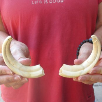 Matching pair of 6 inch Warthog Tusks - For Sale for $23/pair